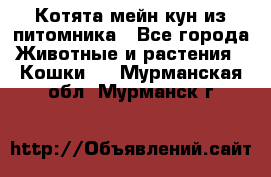 Котята мейн-кун из питомника - Все города Животные и растения » Кошки   . Мурманская обл.,Мурманск г.